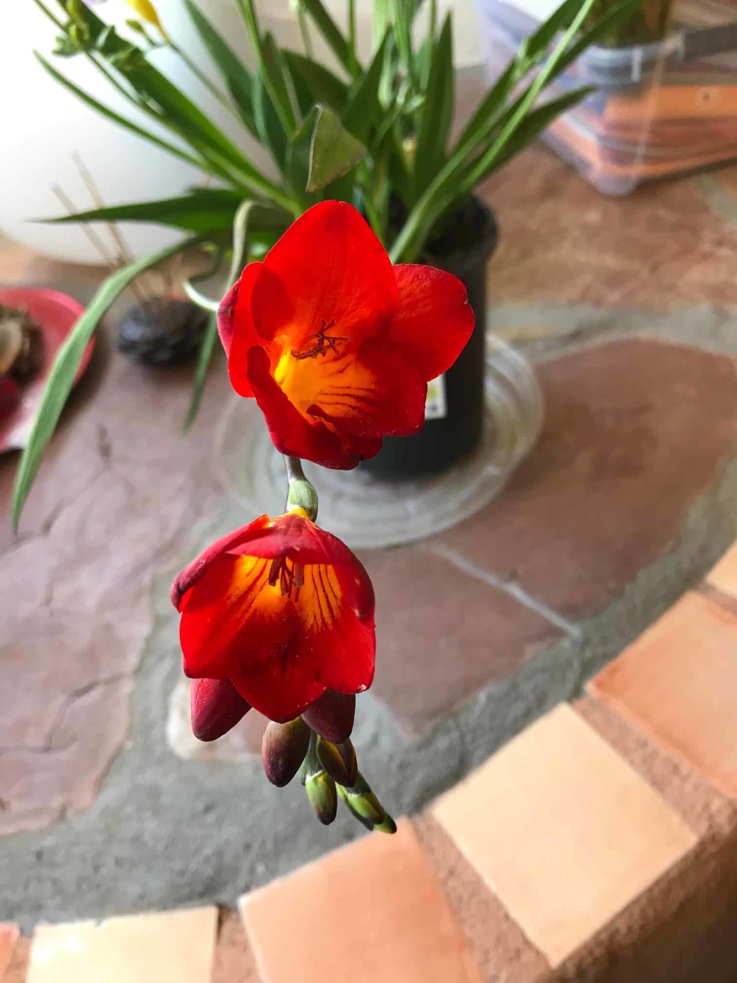 Orchid
