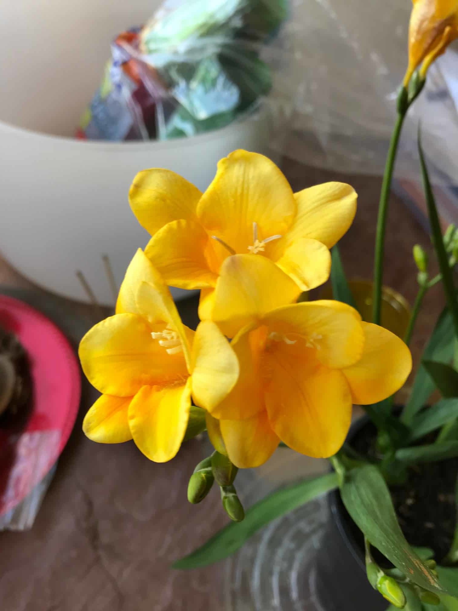Yellow Flower