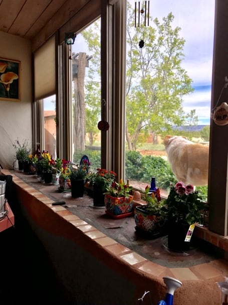 Flowers in window