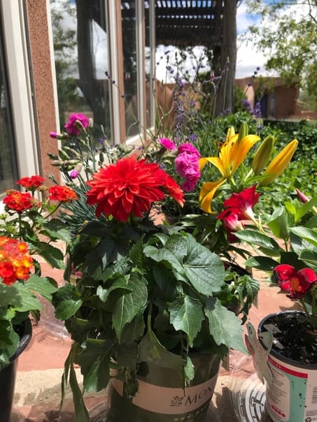 Flowers