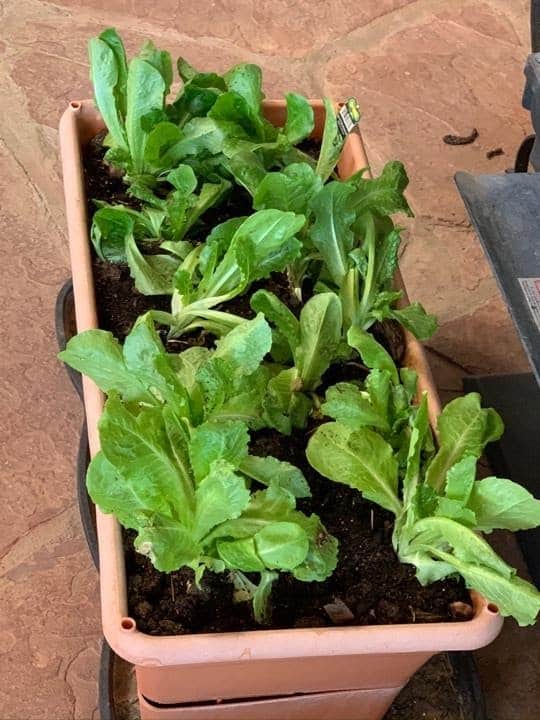 Lettuce from Lori
