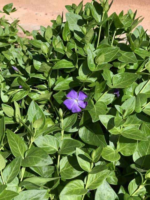 flower nature flower nature