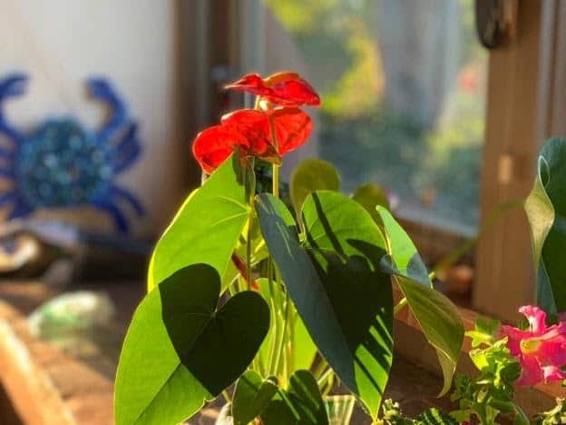 flower