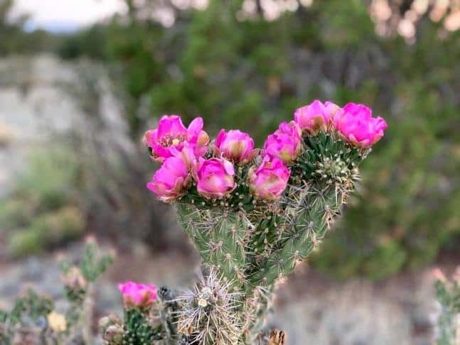 beautiful flower