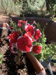 Red Flower